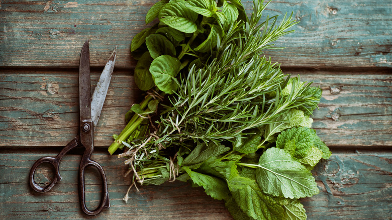 Bundles of fresh herbs next to a pair of scissors