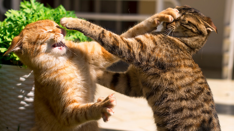 two cats fighting