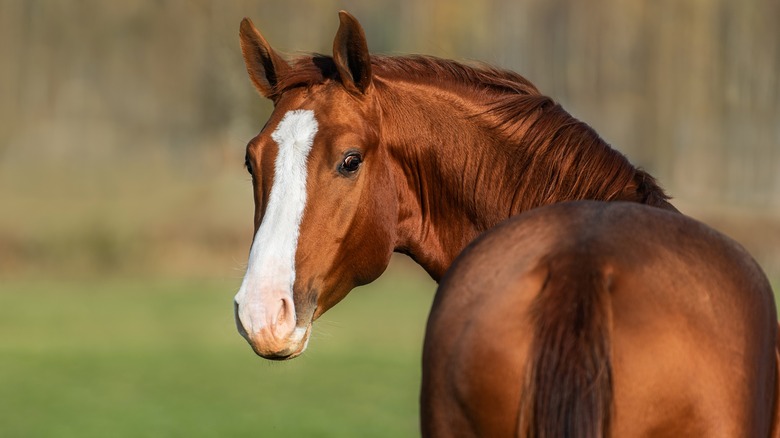 brown horse