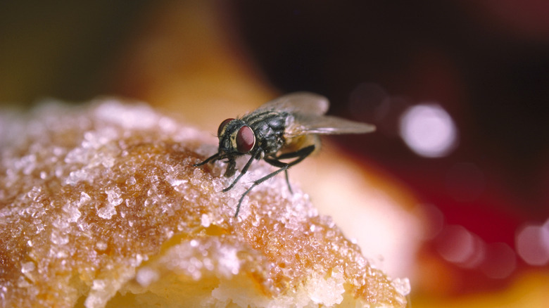 a fly on sugary food