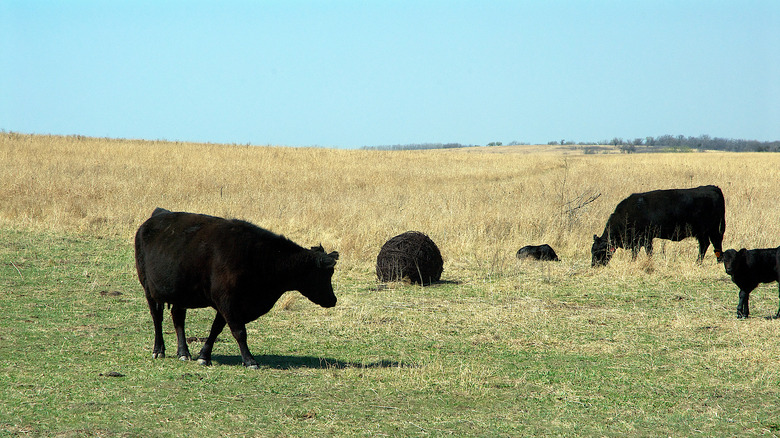 cattle grazing in Kansas