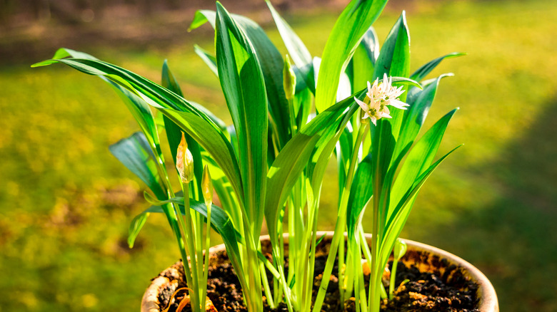 Potted garlic in the sun