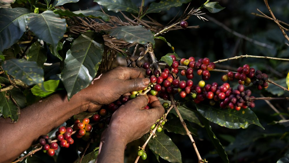 Picking coffee beans