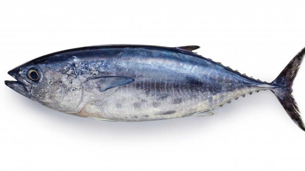 Bluefin tuna