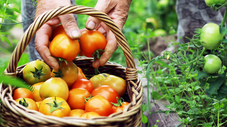 A person picking tomatoes