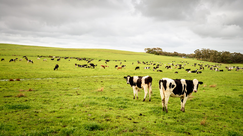 herd of cows in a field