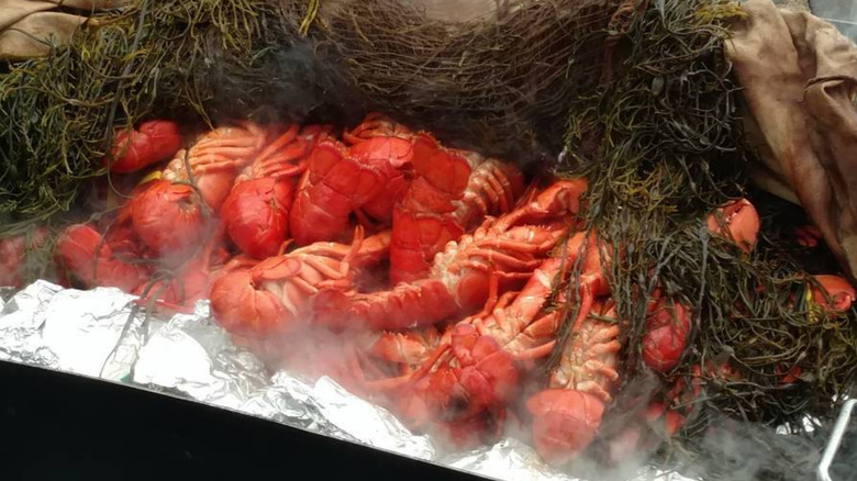 Lobsters steaming under a bed of seaweed