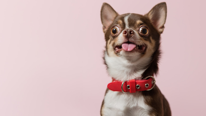 Chihuahua against pink background