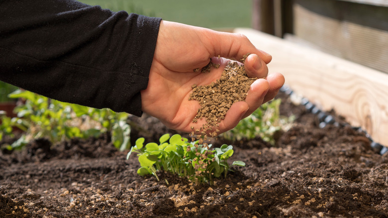 A plant with grains being held in the hand.