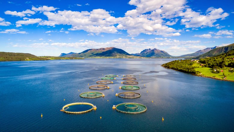 salmon farm norway