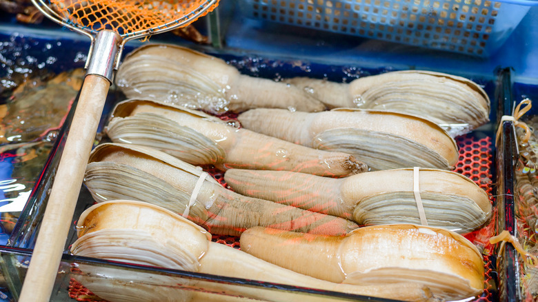 Geoduck clams for sale