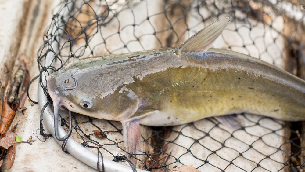 Catfish in net