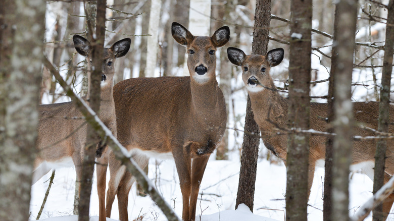 Northern Maine deer in snow