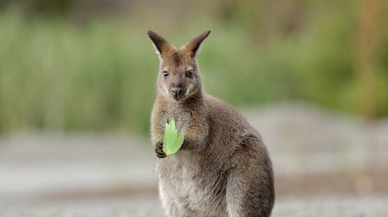 Wallaby holds a leaf