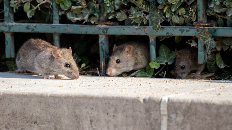 Rats behind a fence