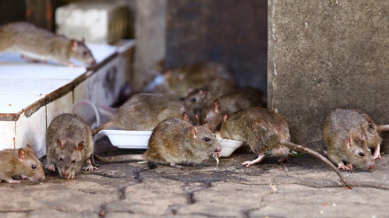 The Truth About Rat Meat