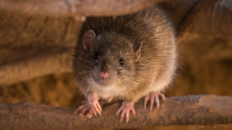 Rat stands on tree branch