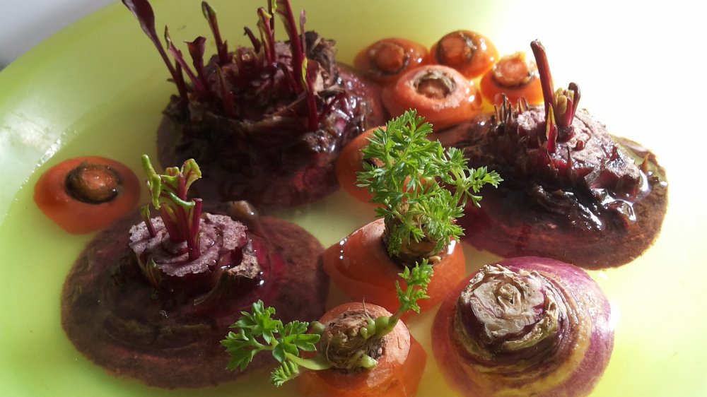 beet, carrot, and parsnip growing in water