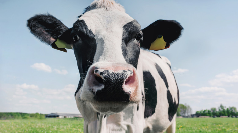 Cow grazing on grass