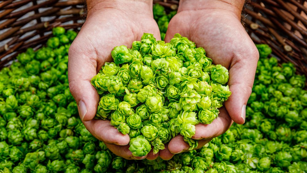 A farmer holds hops 