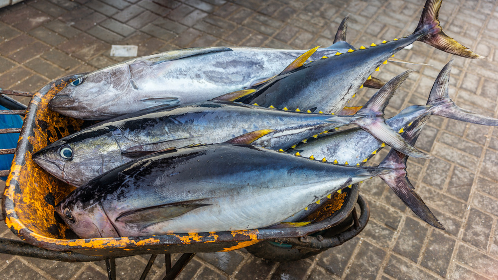 yellowfin tuna 