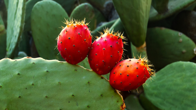 Red prickly pear cacti bulbs