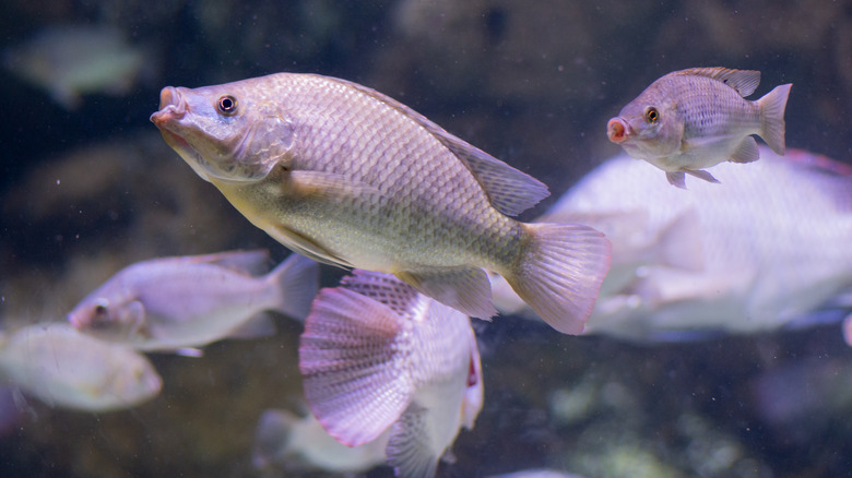 many tilapia in water