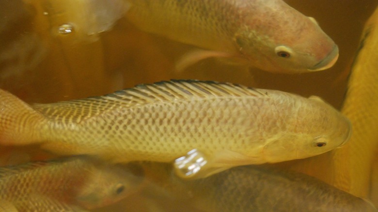 two yellow tilapia