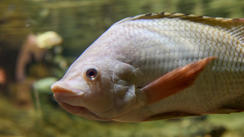 nile tilapia fish swiimming