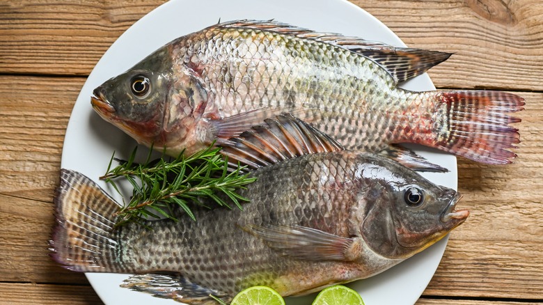 tilapia on plate