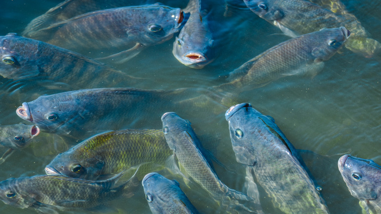 farmed tilapia in water