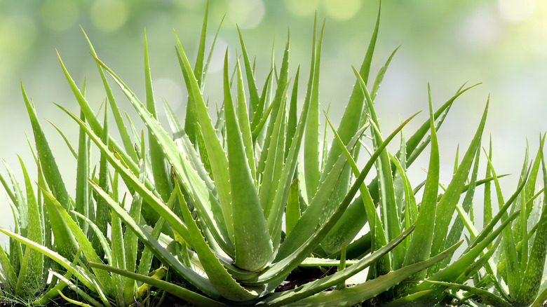 Agave plant