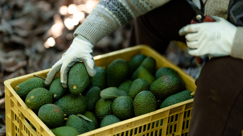 avocado farmer collecting fruit