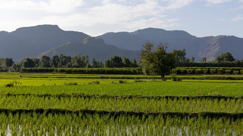 rice fields in pakistan