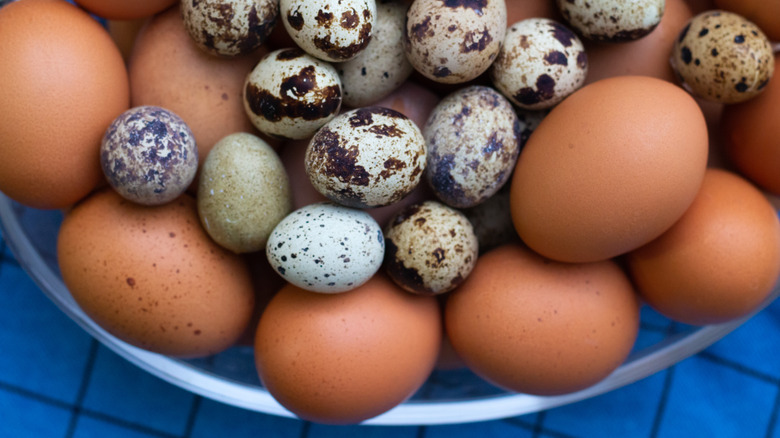 quail eggs and chicken eggs