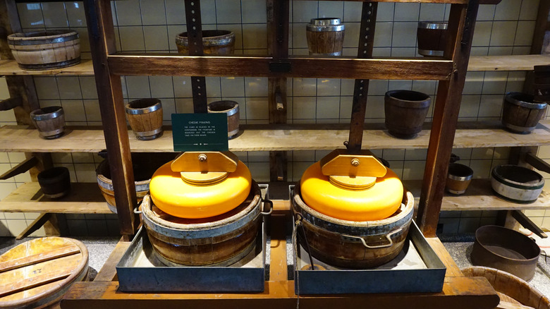 Gouda cheese wheels being pressed