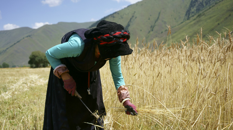 woman cutting highland barley