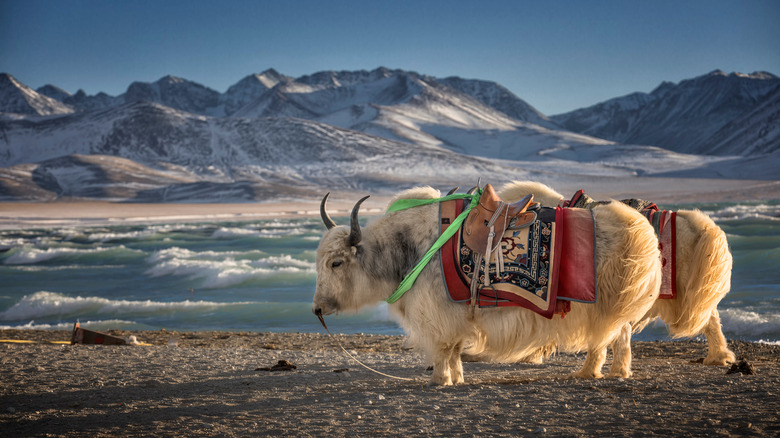 yak on snowy Tibetan plateau