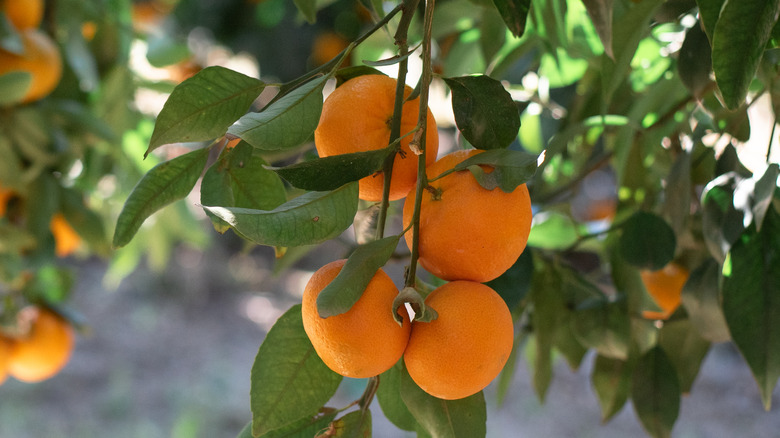 tangerines on tree