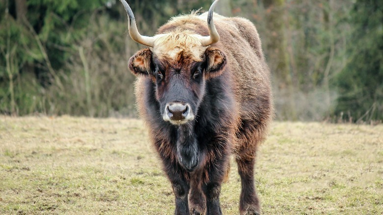 auroch giant cow