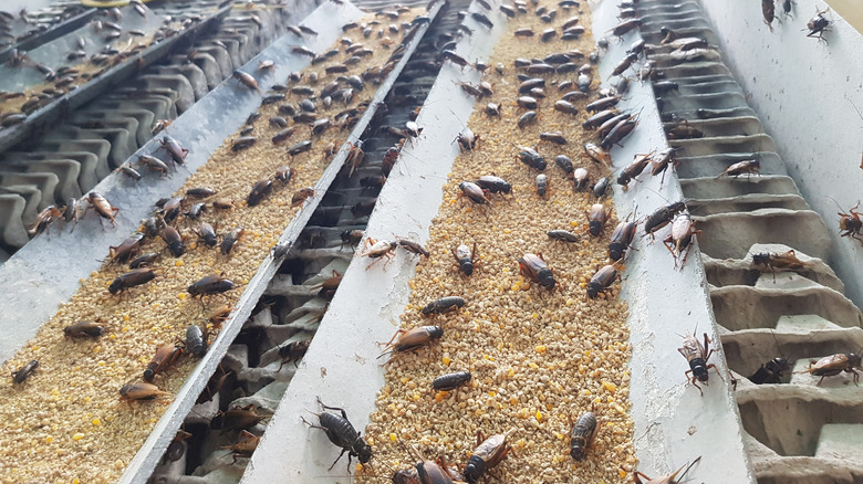 Crickets feeding on a cricket farm