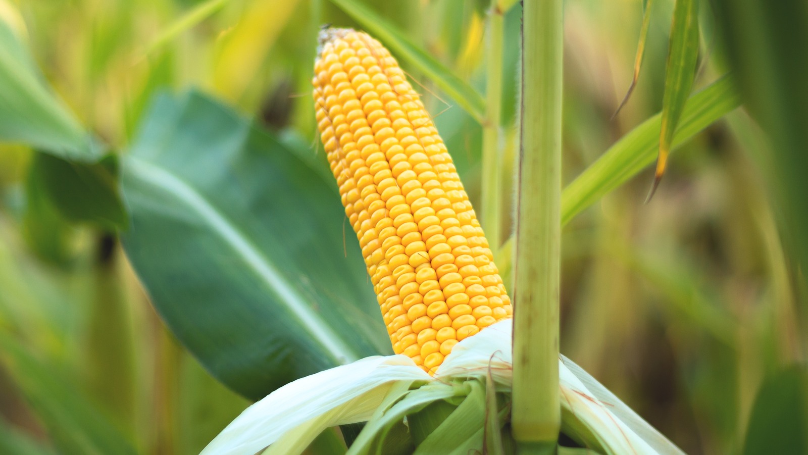 the-unexpected-hack-that-makes-it-so-easy-to-cut-kernels-off-a-corn-cob