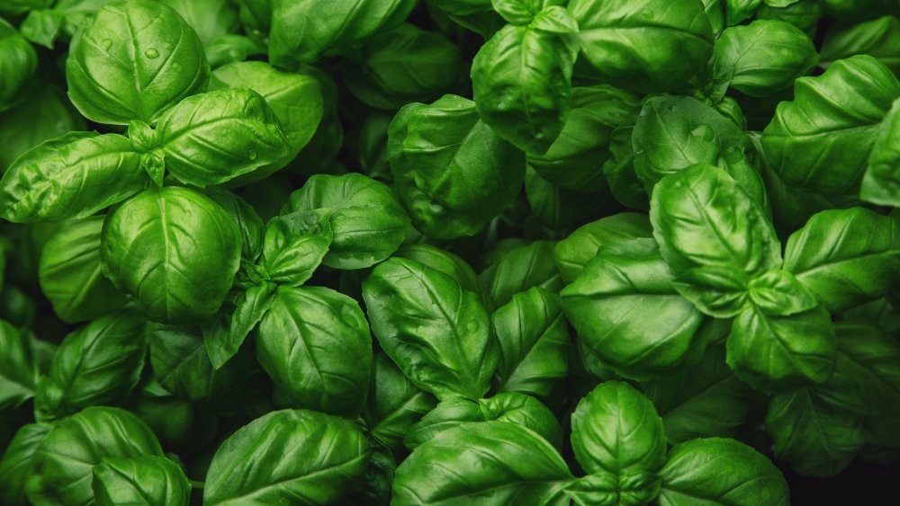 fresh basil