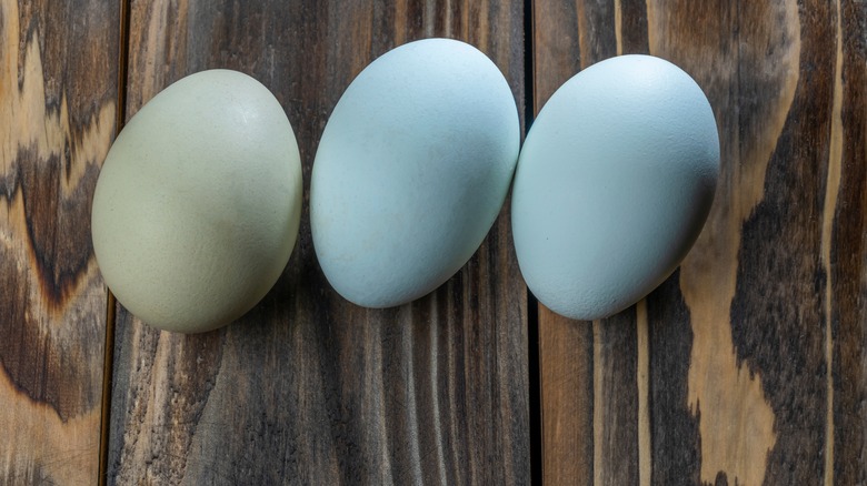 bue Araucana eggs in a row