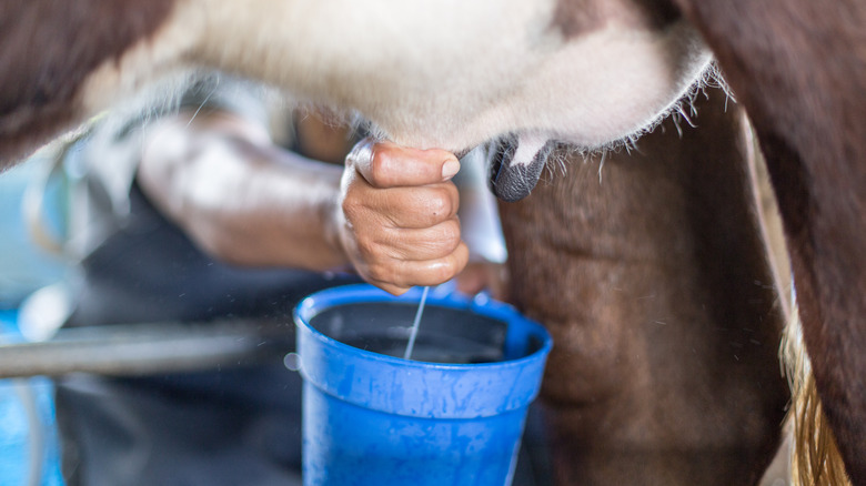 Miking a Cow by Hand