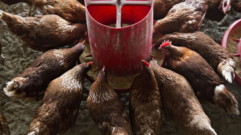 U.S. hens eating 