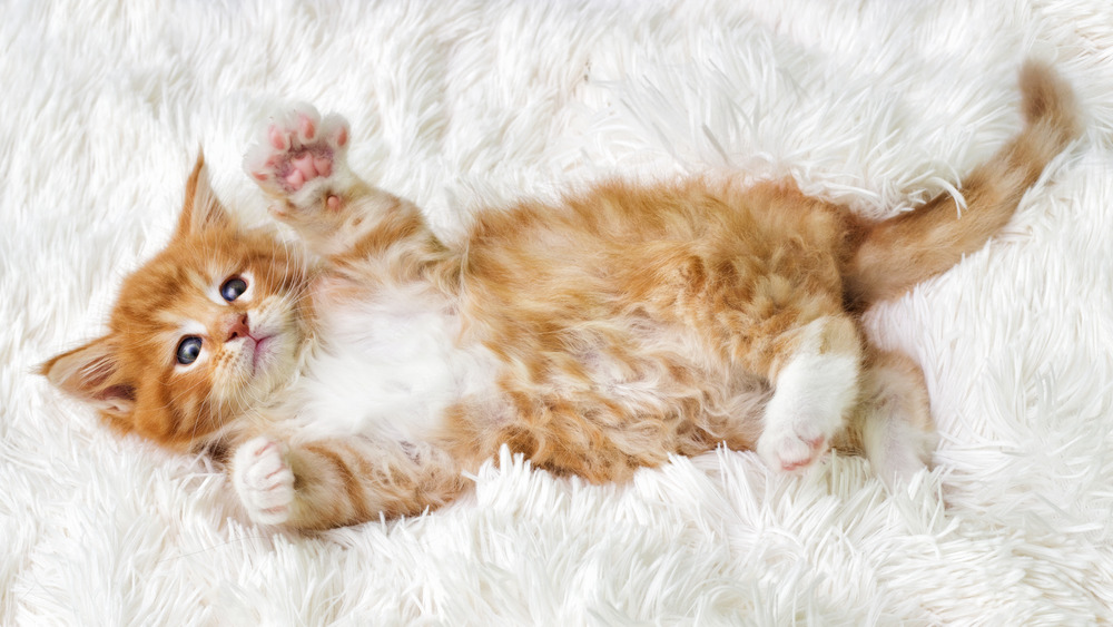 A Maine Coon kitten