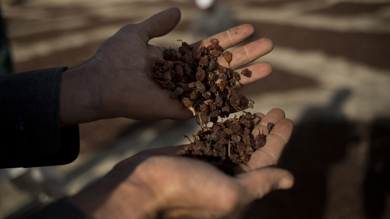 Person holding handful of raisins