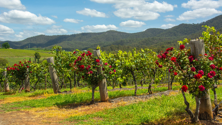 Vineyard with grapes growing