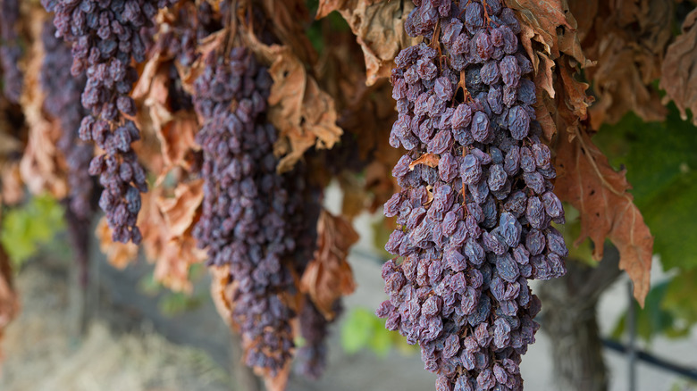 californian raisins on the vine